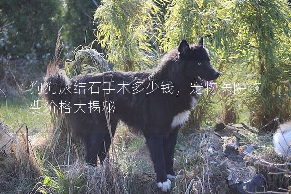 狗狗尿结石手术多少钱，宠物医院收费价格大揭秘