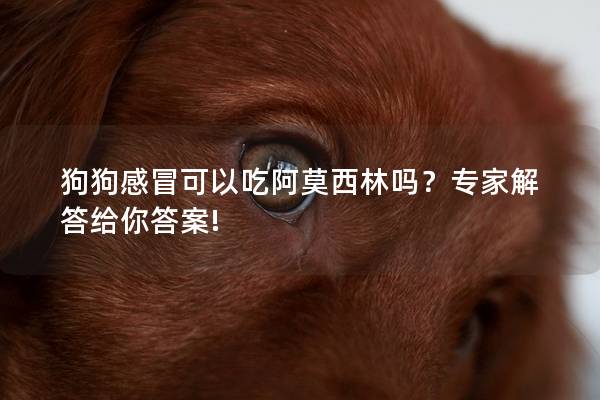 狗狗感冒可以吃阿莫西林吗？专家解答给你答案!