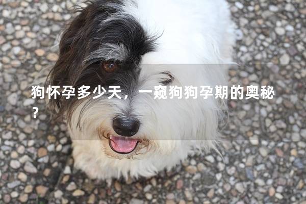 狗怀孕多少天，一窥狗狗孕期的奥秘？