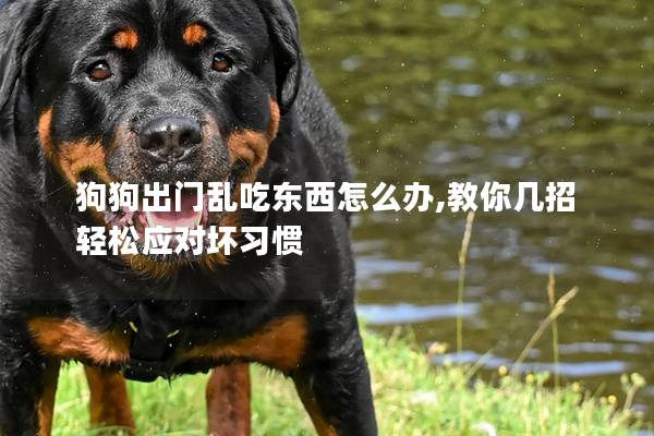 狗狗出门乱吃东西怎么办,教你几招轻松应对坏习惯