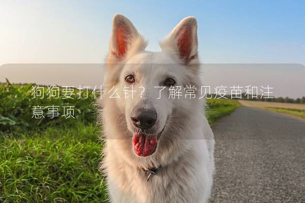 狗狗要打什么针？了解常见疫苗和注意事项