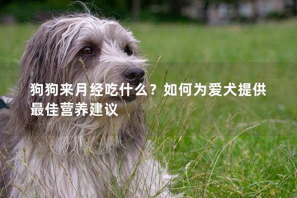 狗狗来月经吃什么？如何为爱犬提供最佳营养建议