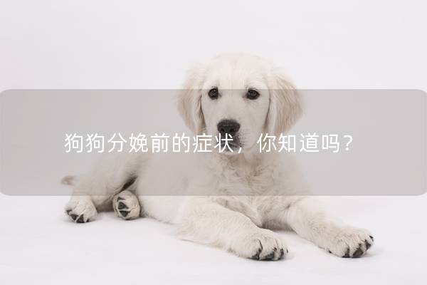 狗狗分娩前的症状，你知道吗？