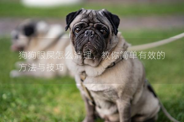 狗狗眼屎怎么清理，教你简单有效的方法与技巧