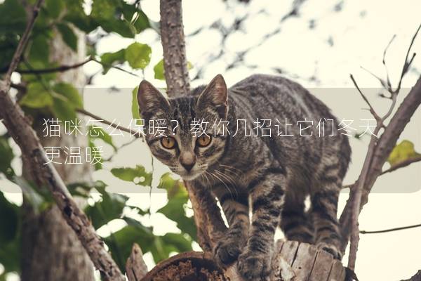 猫咪怎么保暖？教你几招让它们冬天更温暖