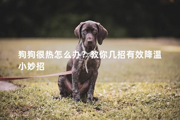 狗狗很热怎么办？教你几招有效降温小妙招