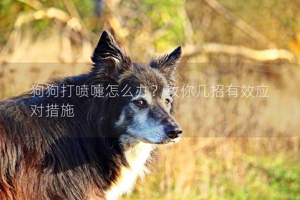 狗狗打喷嚏怎么办？教你几招有效应对措施