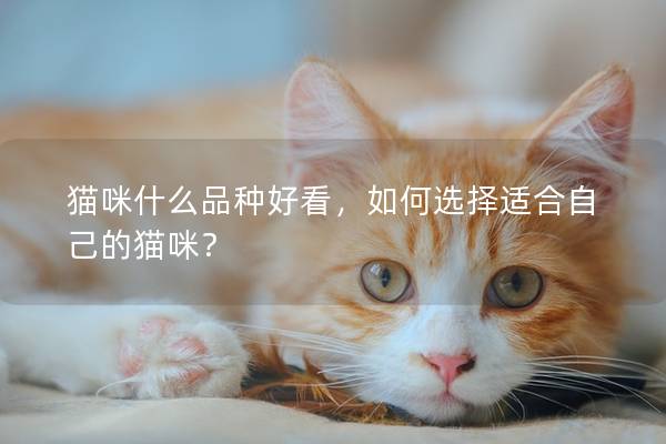 猫咪什么品种好看，如何选择适合自己的猫咪？