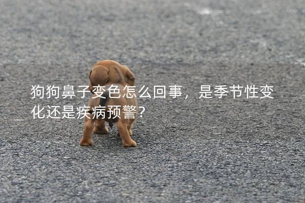 狗狗鼻子变色怎么回事，是季节性变化还是疾病预警？