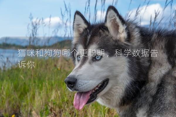 猫咪和狗狗哪个更聪明，科学数据告诉你