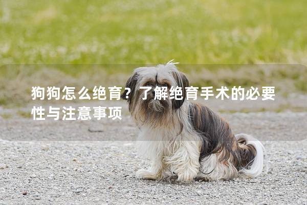 狗狗怎么绝育？了解绝育手术的必要性与注意事项