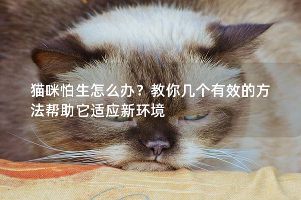 猫咪怕生怎么办？教你几个有效的方法帮助它适应新环境