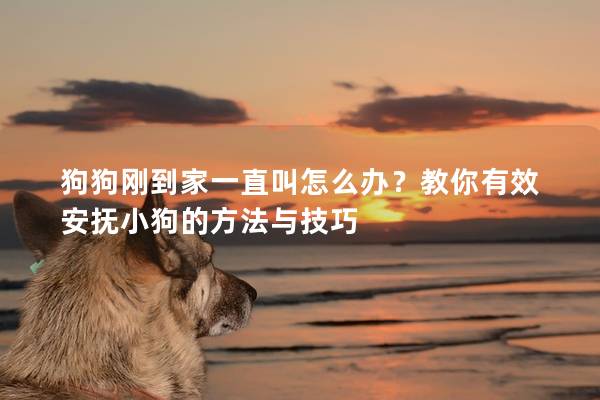 狗狗刚到家一直叫怎么办？教你有效安抚小狗的方法与技巧