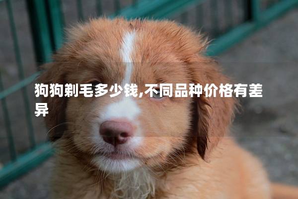 狗狗剃毛多少钱,不同品种价格有差异