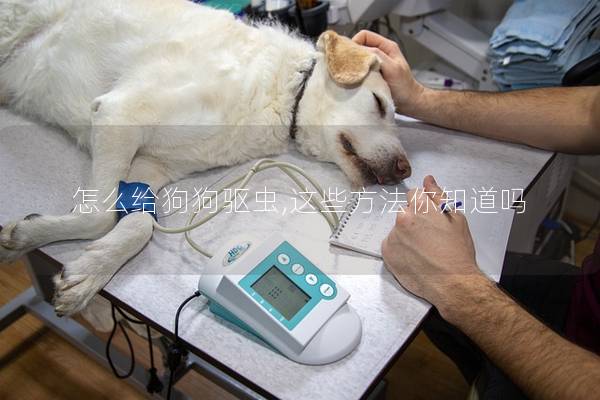 怎么给狗狗驱虫,这些方法你知道吗