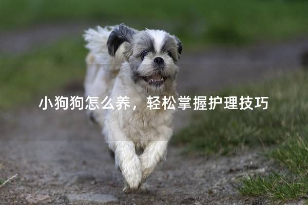 小狗狗怎么养，轻松掌握护理技巧