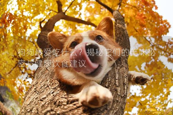 狗狗最爱吃什么？揭秘它们的美味秘密与健康饮食建议