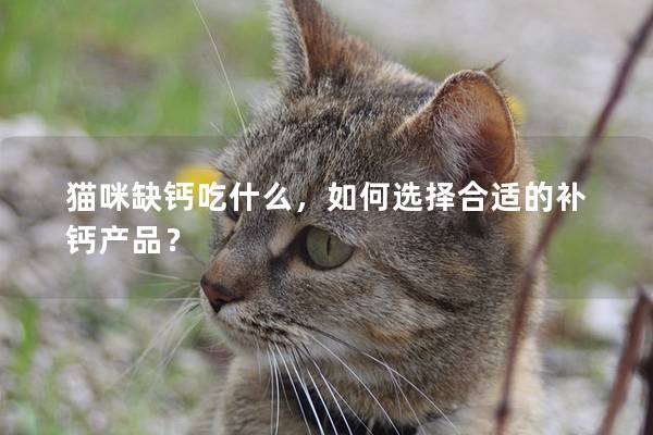 猫咪缺钙吃什么，如何选择合适的补钙产品？