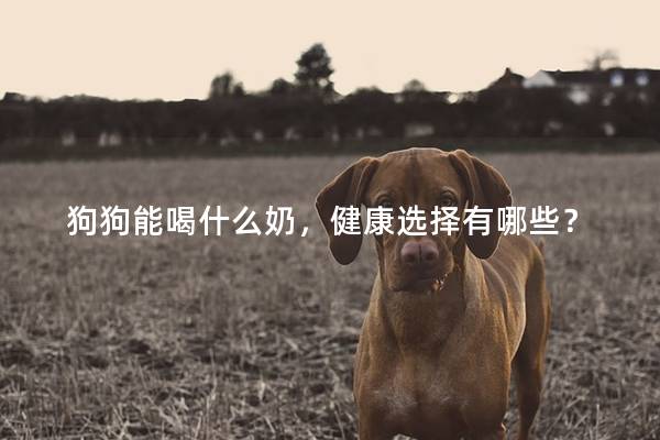 狗狗能喝什么奶，健康选择有哪些？