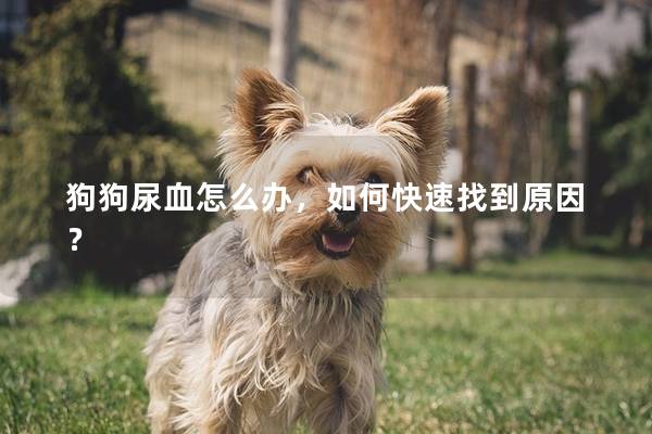 狗狗尿血怎么办，如何快速找到原因？