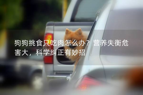 狗狗挑食只吃肉怎么办？营养失衡危害大，科学纠正有妙招