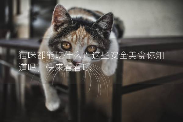 猫咪都能吃什么？这些安全美食你知道吗，快来看看吧