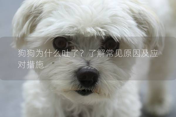 狗狗为什么吐了？了解常见原因及应对措施