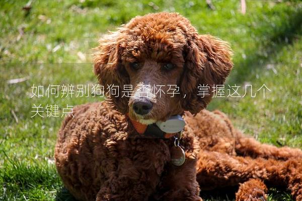如何辨别狗狗是否怀孕，掌握这几个关键点