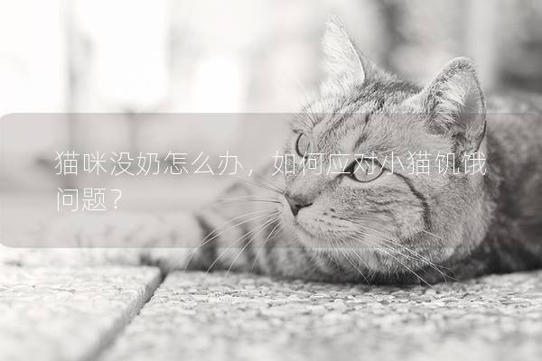 猫咪没奶怎么办，如何应对小猫饥饿问题？