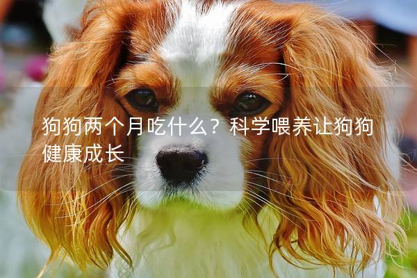 狗狗两个月吃什么？科学喂养让狗狗健康成长