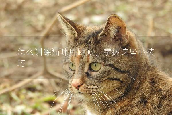 怎么训练猫咪用蹲厕，掌握这些小技巧