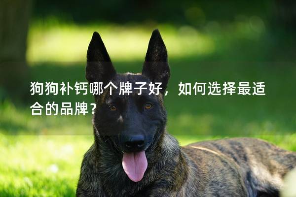 狗狗补钙哪个牌子好，如何选择最适合的品牌？