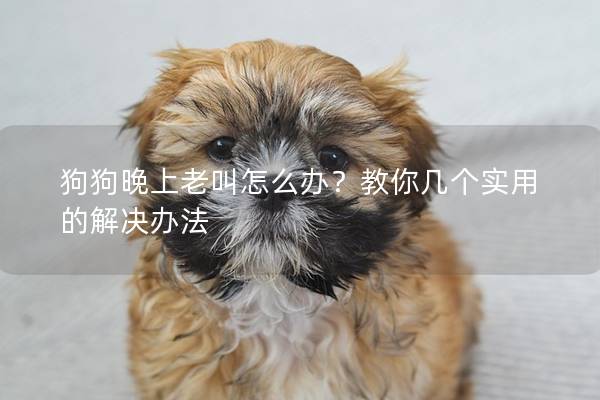 狗狗晚上老叫怎么办？教你几个实用的解决办法