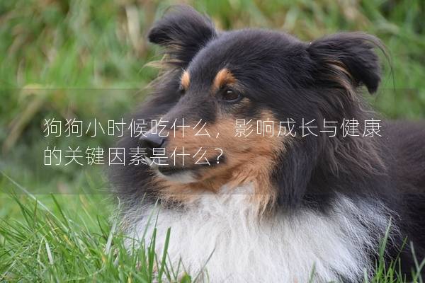 狗狗小时候吃什么，影响成长与健康的关键因素是什么？