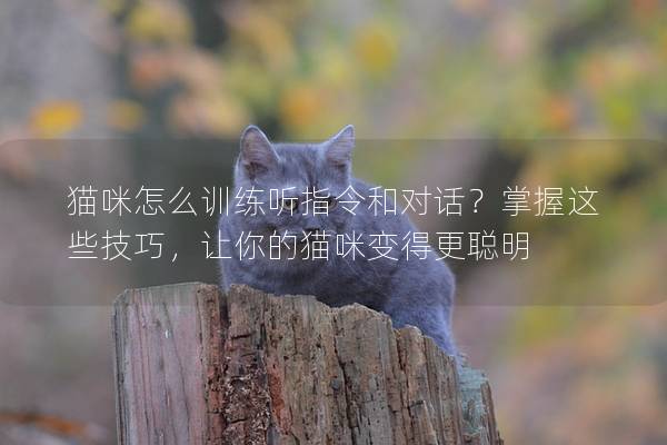 猫咪怎么训练听指令和对话？掌握这些技巧，让你的猫咪变得更聪明