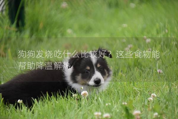狗狗发烧吃什么比较好？这些食物能帮助降温解热