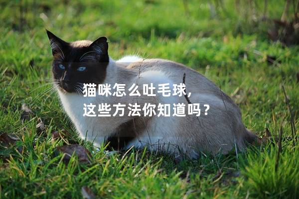 猫咪怎么吐毛球, 这些方法你知道吗？