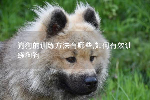 狗狗的训练方法有哪些,如何有效训练狗狗
