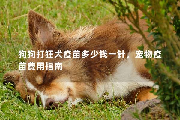 狗狗打狂犬疫苗多少钱一针，宠物疫苗费用指南