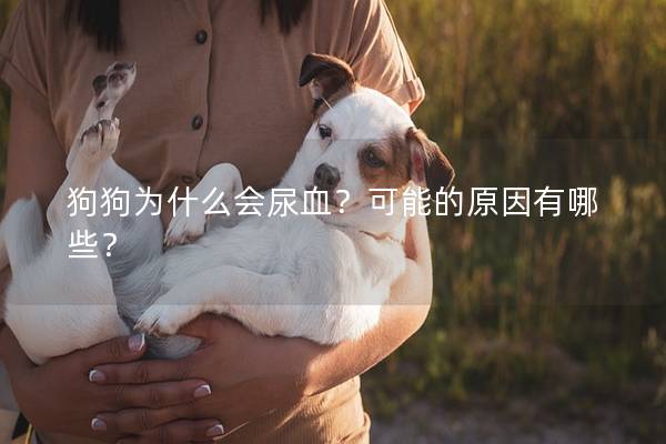 狗狗为什么会尿血？可能的原因有哪些？