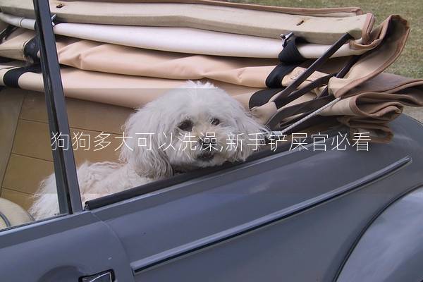 狗狗多大可以洗澡,新手铲屎官必看