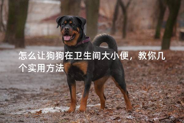 怎么让狗狗在卫生间大小便，教你几个实用方法