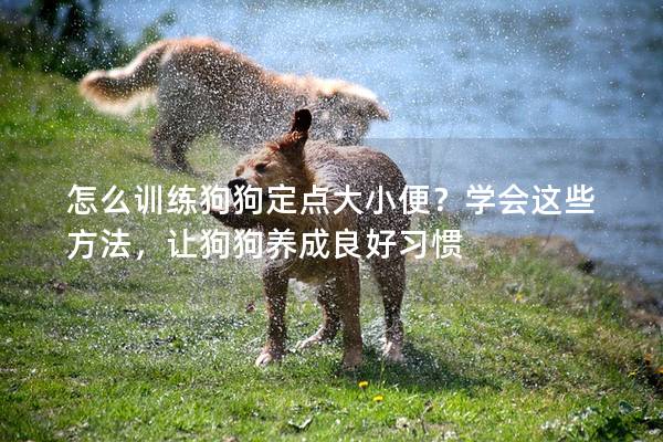 怎么训练狗狗定点大小便？学会这些方法，让狗狗养成良好习惯