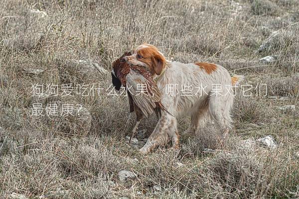 狗狗爱吃什么水果，哪些水果对它们最健康？