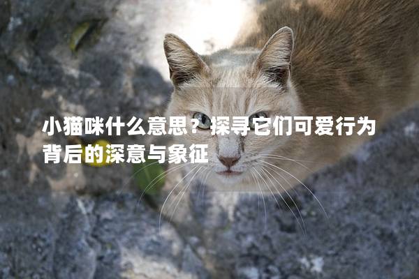小猫咪什么意思？探寻它们可爱行为背后的深意与象征
