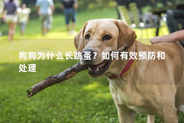 狗狗为什么长跳蚤？如何有效预防和处理
