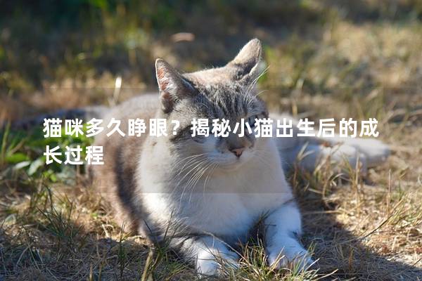 猫咪多久睁眼？揭秘小猫出生后的成长过程