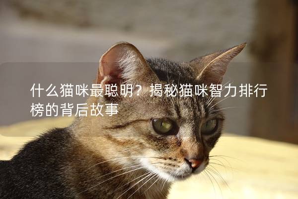 什么猫咪最聪明？揭秘猫咪智力排行榜的背后故事