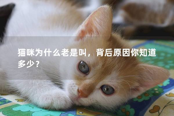 猫咪为什么老是叫，背后原因你知道多少？