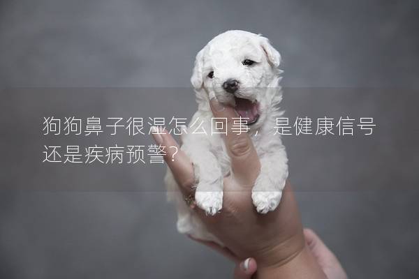 狗狗鼻子很湿怎么回事，是健康信号还是疾病预警？